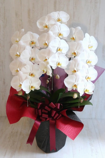 ���ł������ߌӒ���